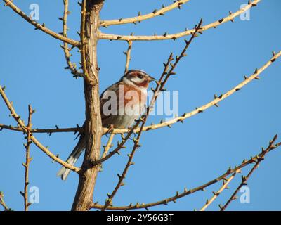 Pineta (Emberiza leucocephalos) Aves Foto Stock