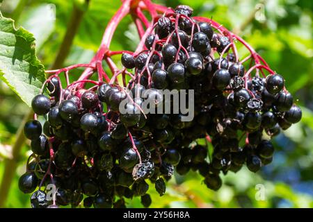 sambucus nigra, sambuco, sambuco maturo nero su rampicante. Foto Stock