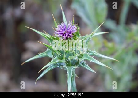 Fiore di cardo mariano di close-up. pianta medicinale cardo. Foto Stock