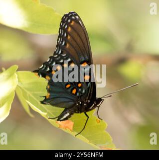 Arizona Red-Spotted Purple (Limenitis arthemis arizonensis) Insecta Foto Stock