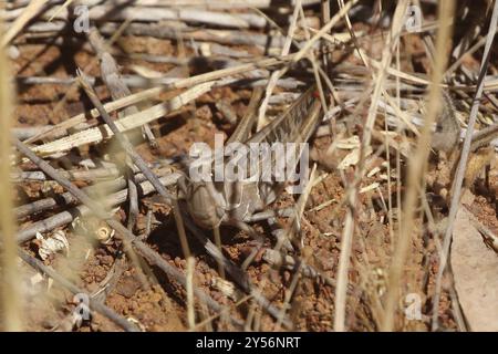 Locust (Austracris guttulosa) Insecta Foto Stock