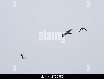 A Marsh Harrier, Circus aeruginosus mobbato da Lapwing, Vanellus vanellus a Cley Next the Sea, Norfolk, Regno Unito. Foto Stock