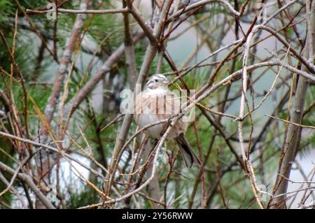 Yellowhammer x Pine Bunting (Emberiza citrinella x leucocephalos) Aves Foto Stock