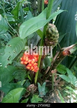 Palma toquilla (Carludovica palmata) Plantae Foto Stock