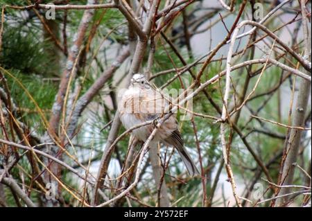 Yellowhammer x Pine Bunting (Emberiza citrinella x leucocephalos) Aves Foto Stock