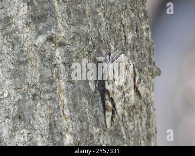 Sad Underwing (Catocala maestosa) Insecta Foto Stock