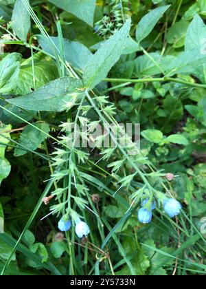 Piano di Comfrey caucasico (Symphytum caucasicum) Foto Stock