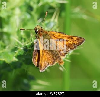 Una grande Skipper Butterfly (Ochlodes sylvanus) nelle Cotswold Hills Gloucestershire Regno Unito Foto Stock