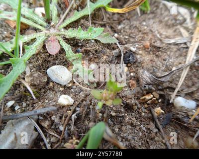 Chaffweed (Lysimachia minima) Plantae Foto Stock