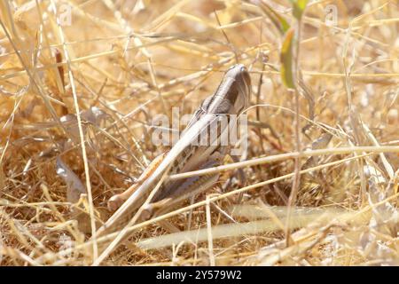 Locust (Austracris guttulosa) Insecta Foto Stock