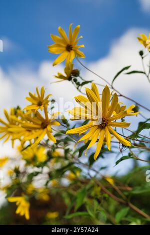 Fiori gialli in fiore contro un cielo blu Foto Stock