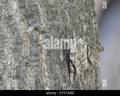 Sad Underwing (Catocala maestosa) Insecta Foto Stock