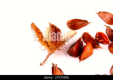 Primo piano di un gruppo di tre faggete bordate con i gusci di frutta appoggiati su una tavola bianca, isolata su sfondo bianco. Foto Stock