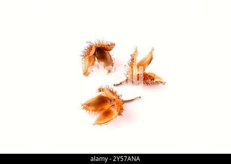 Primo piano di un gruppo di tre faggete bordate con i gusci di frutta appoggiati su una tavola bianca, isolata su sfondo bianco. Foto Stock