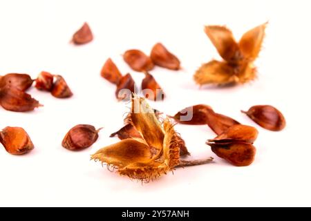 Primo piano di un gruppo di tre faggete bordate con i gusci di frutta appoggiati su una tavola bianca, isolata su sfondo bianco. Foto Stock