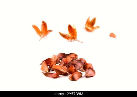 Primo piano di un gruppo di tre faggete bordate con i gusci di frutta appoggiati su una tavola bianca, isolata su sfondo bianco. Foto Stock