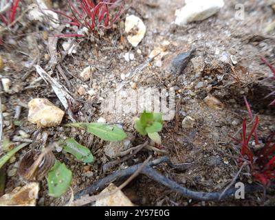 Chaffweed (Lysimachia minima) Plantae Foto Stock