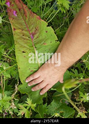 Scottish Dock (Rumex aquaticus) Plantae Foto Stock