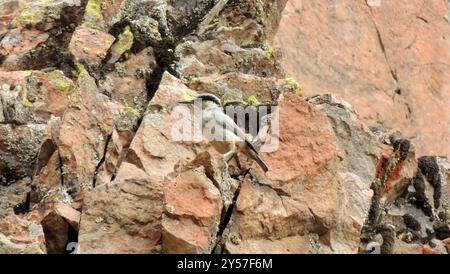 Eastern Rock Nuthatch (Sitta tephronota) Aves Foto Stock