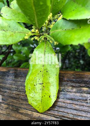 Pigeonwood (Hedycarya arborea) Plantae Foto Stock