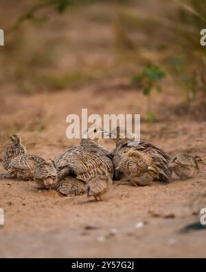 Famiglia selvaggia di francolini grigi o pergamene grigie o Francolinus pondicerianus con piccoli pulcini che camminano insieme su un sentiero nella foresta di Ranthambore Foto Stock