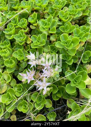 Stonecrop caucasico (Phedimus spurius) Plantae Foto Stock