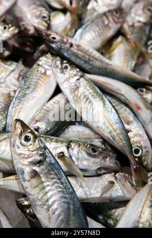 I giurelli appena pescati sono esposti in abbondanza al vivace Mercado de la Boquería di Barcellona, attirando gli acquirenti locali. Foto Stock