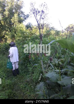 angelica (Angelica atropurpurea) Plantae con stelo viola Foto Stock