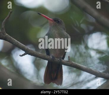 Aves, Hummingbird dorato (Hylocharis chrysura) Foto Stock