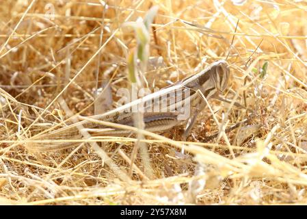 Locust (Austracris guttulosa) Insecta Foto Stock