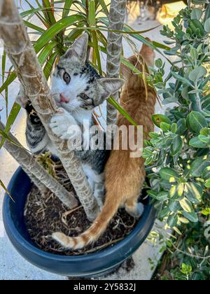 I gattini selvaggi giocano per le strade di Tsilivi, sull'isola di Zante. Grecia. 17 settembre 2024. Foto Stock