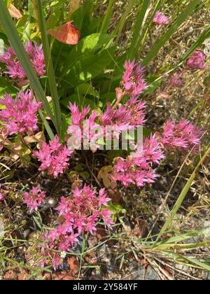 Stonecrop caucasico (Phedimus spurius) Plantae Foto Stock