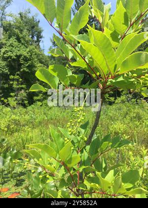 Veleno sumac (Toxicodendron vernix) Plantae Foto Stock