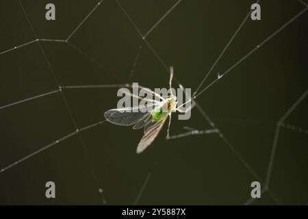 L'afide di Greenfly intrappolato in una ragnatela da vicino Foto Stock