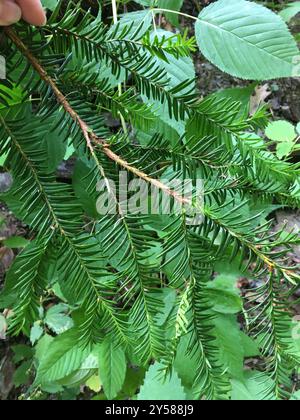 Tasso canadese (Taxus canadensis) Plantae Foto Stock