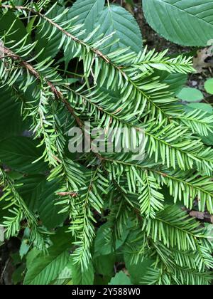 Tasso canadese (Taxus canadensis) Plantae Foto Stock
