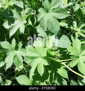 Luppolo giapponese (Humulus Scandens) Plantae Foto Stock
