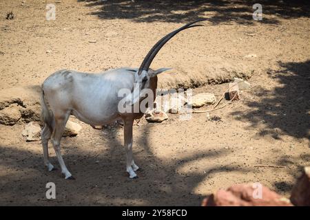 una mucca dal corno lungo allo zoo nella giornata di sole a giza in egitto Foto Stock