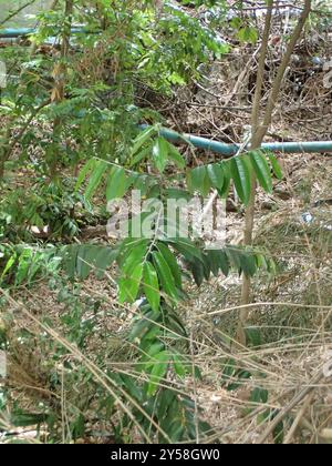Burro di frutta (Diospyros blancoi) Plantae Foto Stock