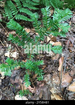 Tasso canadese (Taxus canadensis) Plantae Foto Stock