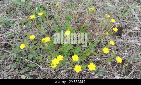 Cinquefoil alpino (Potentilla crantzii) Plantae Foto Stock