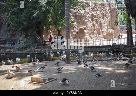 Una folla di anatre o Anas domesticus allo zoo nella giornata di sole a giza in egitto Foto Stock