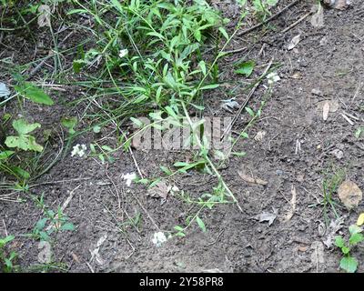 Hoary alyssum (Berteroa incana) Plantae Foto Stock