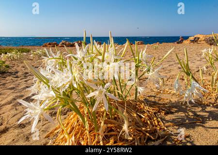 Gigli di sabbia che fioriscono su una spiaggia di Creta, Grecia Foto Stock