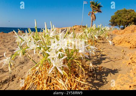 Gigli di sabbia che fioriscono su una spiaggia di Creta, Grecia Foto Stock