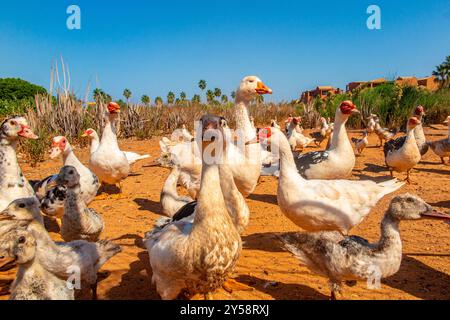 Deliziose oche e anatre in una piccola azienda di Creta, Grecia Foto Stock