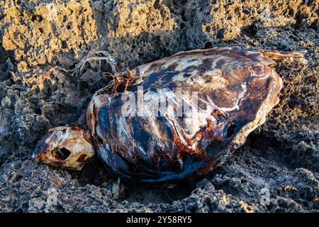 Il corpo decomponibile di una tartaruga, incastrata su rocce a Creta, Grecia Foto Stock