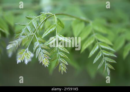 Succursale di una coffeetree del Kentucky (lat. Gymnocladus dioicus) Foto Stock