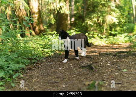 il gatto cammina lungo un sentiero nella foresta Foto Stock