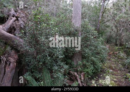 Peperoncino di montagna (Tasmannia lanceolata) Plantae Foto Stock